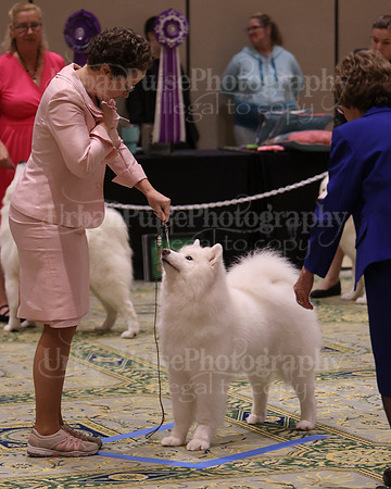 SCA2023_B AM BRED-8486
