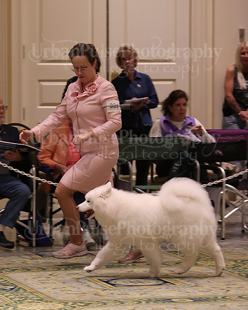 SCA2023_B AM BRED-8388