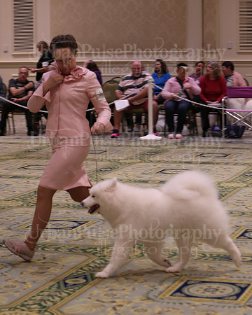 SCA2023_B AM BRED-8493