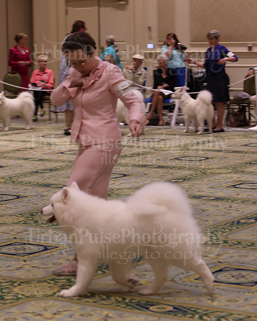 SCA2023_B AM BRED-8496