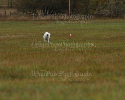 SCA2016_LURE COURSING-7617