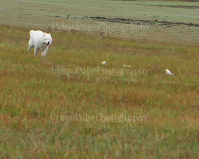 SCA2016_LURE COURSING-7785