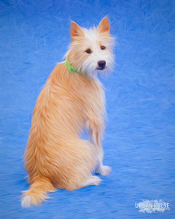 dog_9526