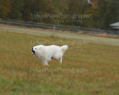 SCA2016_LURE COURSING-7591