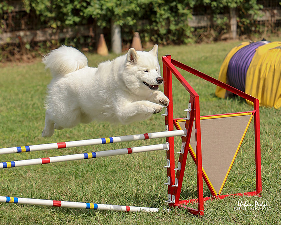 AGILITY-3194_20