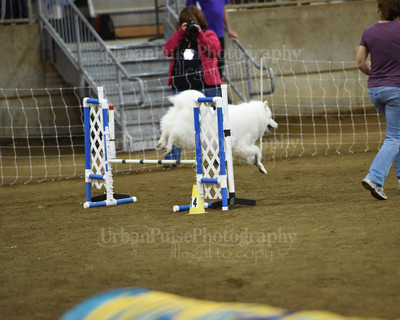 SCA2016_AG MON STD NOVICE-1106