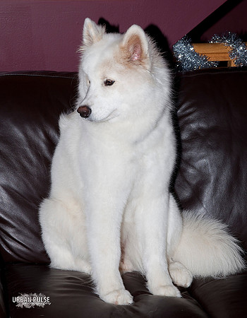 MISCHA