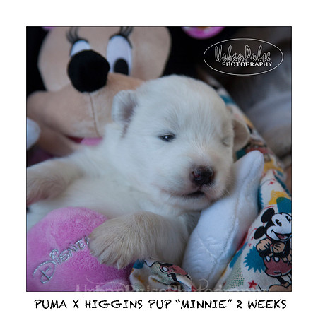 MINNIE_2WEEKS_3440