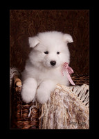 MaterxMayalitter2 Pink Girl 6wks_2062