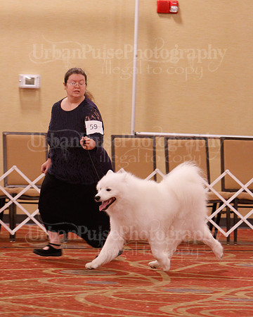 SCA2019 D BRED BY-9603