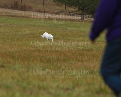 SCA2016_LURE COURSING-7707