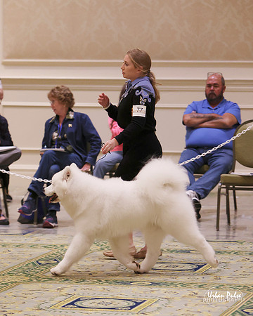 SCA2023_BRED BY PUPPY-3727_20