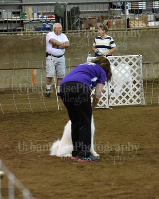 SCA2016_AG MON FAST NOVICE-0111