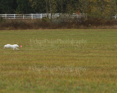SCA2016_LURE COURSING-7704