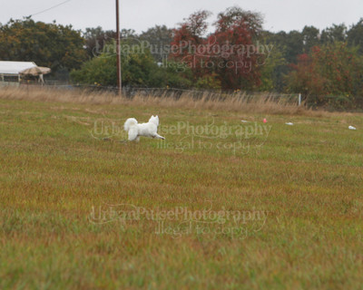 SCA2016_LURE COURSING-7767