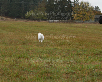 SCA2016_LURE COURSING-7645