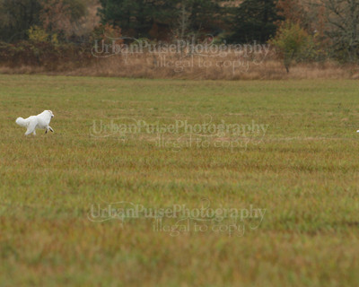 SCA2016_LURE COURSING-7695