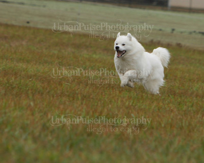 SCA2016_LURE COURSING-7588