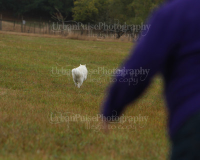 SCA2016_LURE COURSING-7564