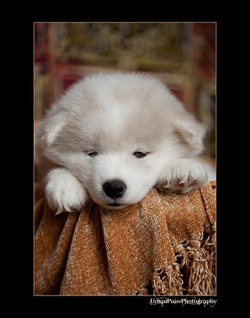 Keats_6weeks_0224