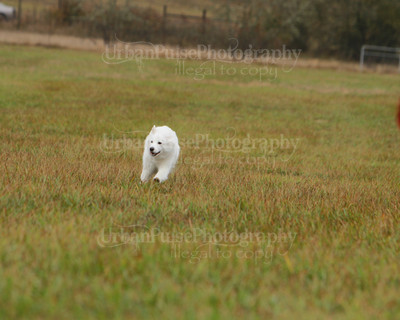SCA2016_LURE COURSING-7721