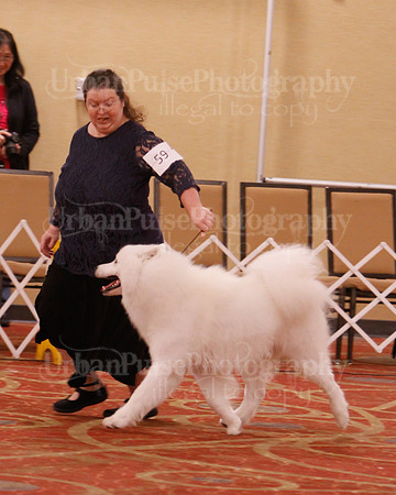 SCA2019 D BRED BY-9650