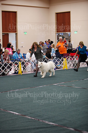F9-12 Dog-7072