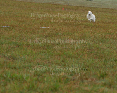 SCA2016_LURE COURSING-7667