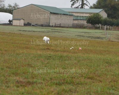 SCA2016_LURE COURSING-7789