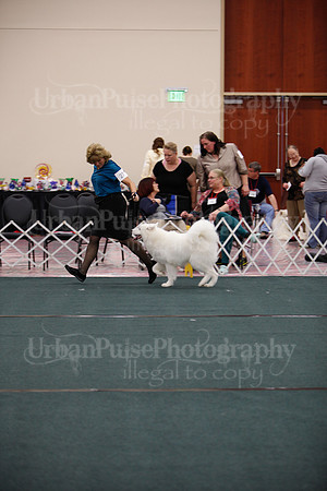 F9-12 Dog-7081