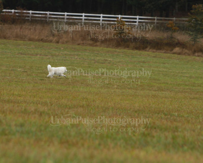 SCA2016_LURE COURSING-7610