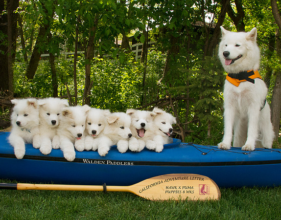 CALIFORNIA LITTER PIC