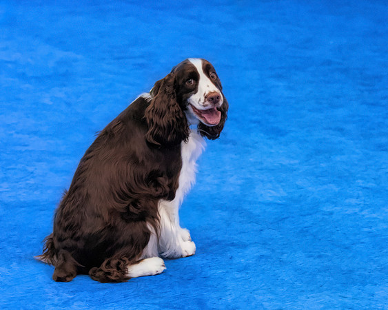 Brown dog_9519
