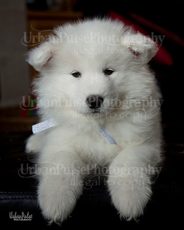 Mater x Maya Silver Girl 7.5 wks_8867