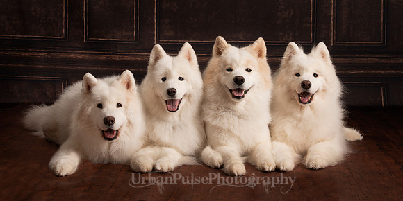 My Dogs 5x10