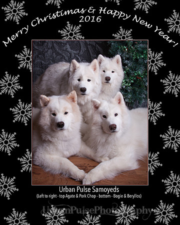 Urban Pulse Samoyeds Christmas 2016