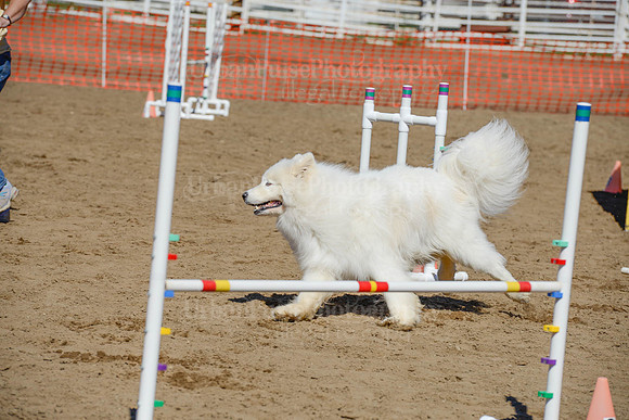 AGILITY-2371