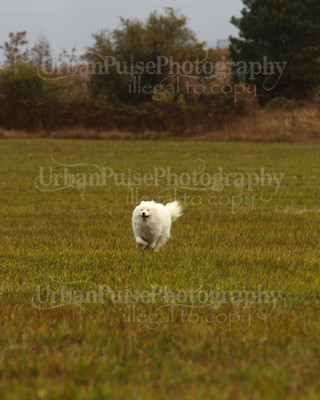 SCA2016_LURE COURSING-7295