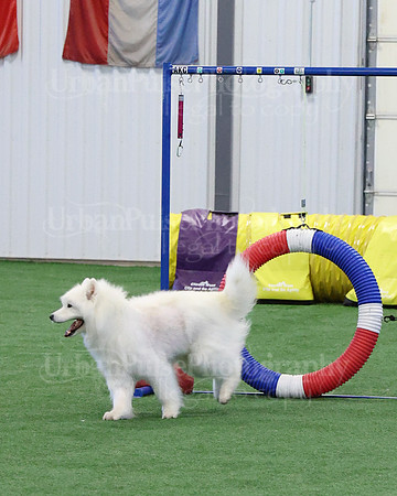 2021 SCA AGILITY RUN FOR GLORY-0898