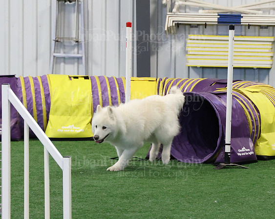 2021 SCA AGILITY RUN FOR GLORY-0906
