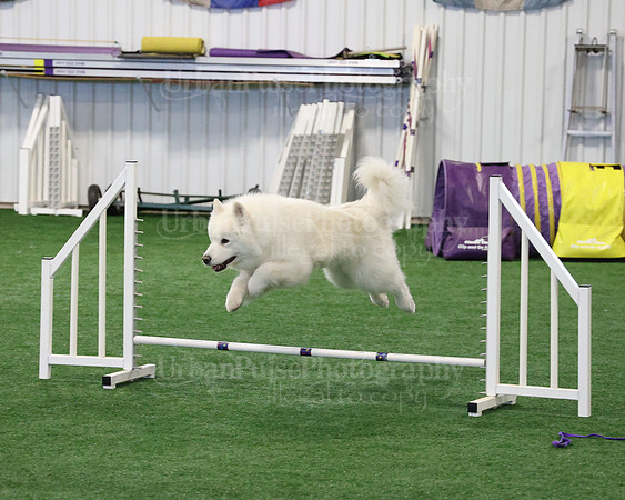 2021 SCA AGILITY RUN FOR GLORY-0907
