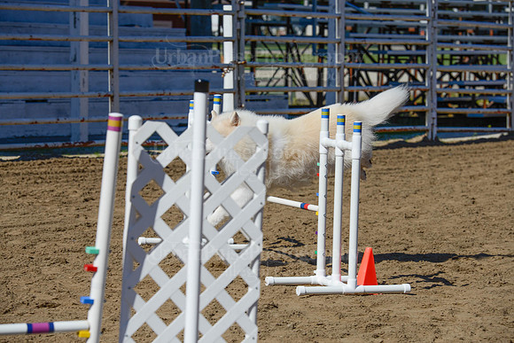 AGILITY-2236