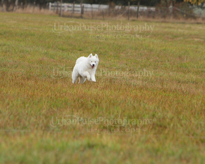 SCA2016_LURE COURSING-7744