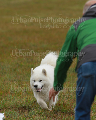 SCA2016_LURE COURSING-7638