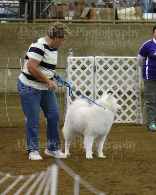 SCA2016_AG MON FAST NOVICE-0064