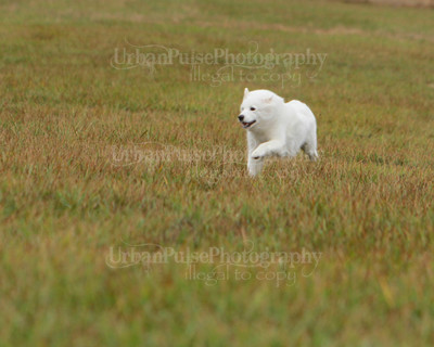 SCA2016_LURE COURSING-7720