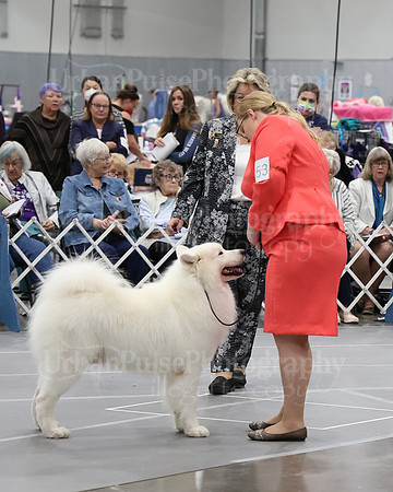 2021 SCA D BRED BY-5245