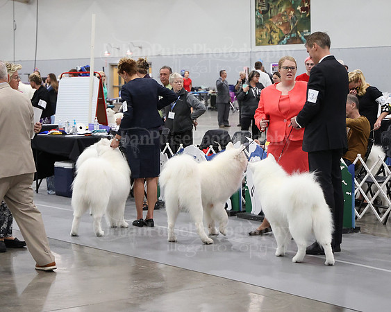 2021 SCA D BRED BY-5278