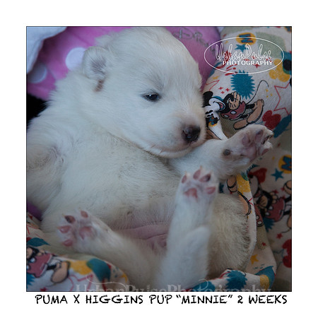 MINNIE_2WEEKS_3441