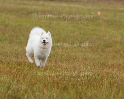SCA2016_LURE COURSING-7747